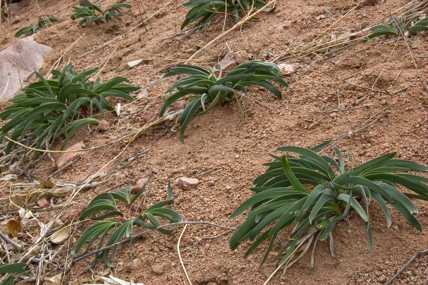 Image of Allium carolinianum specimen.