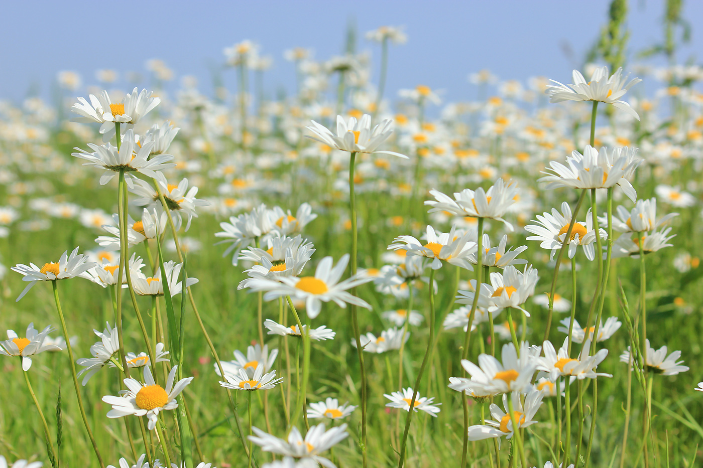 Image of Leucanthemum vulgare specimen.