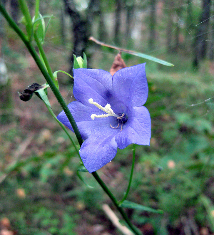 Изображение особи Campanula persicifolia.
