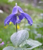 Clematis integrifolia