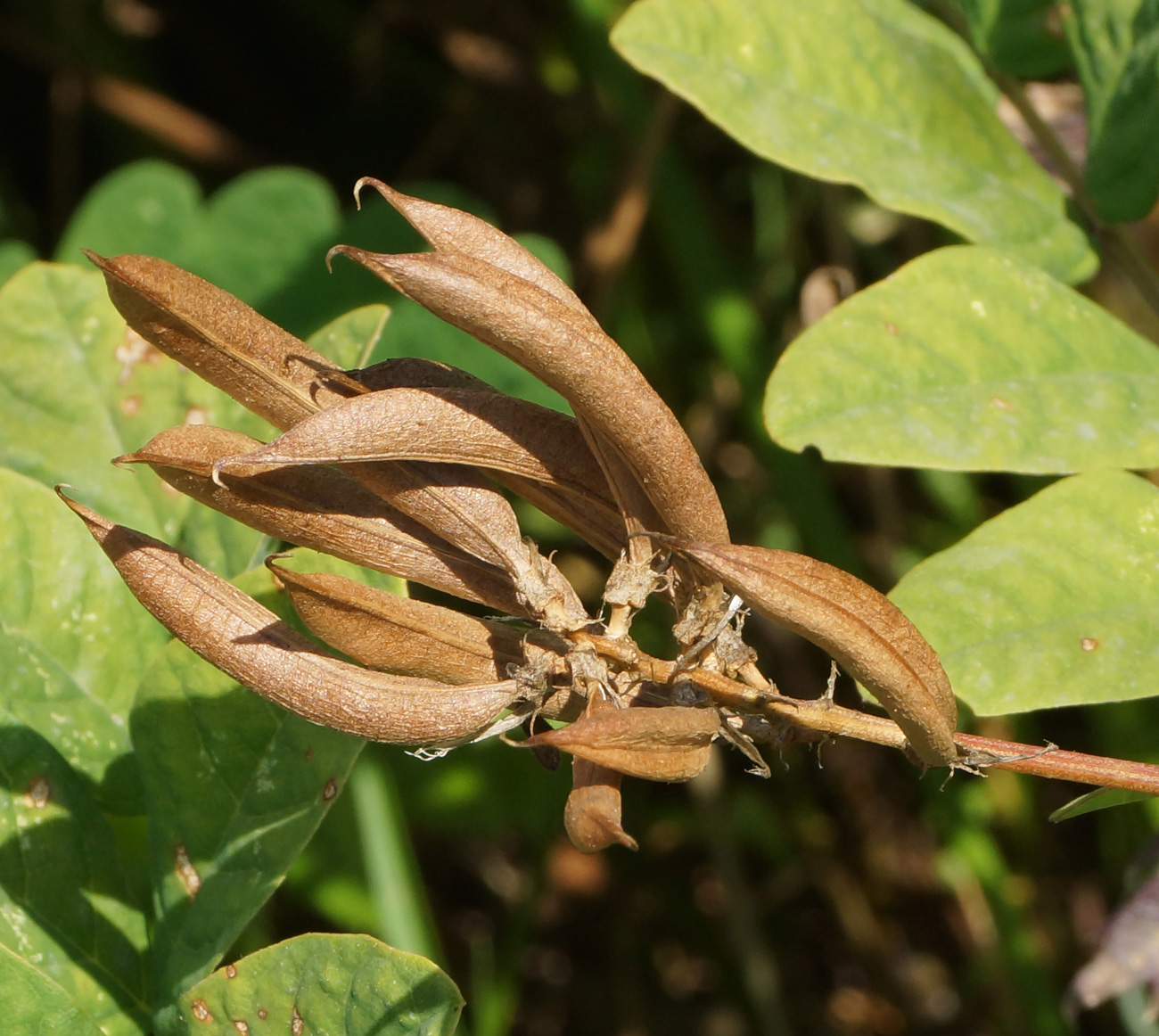 Image of Astragalus glycyphyllos specimen.