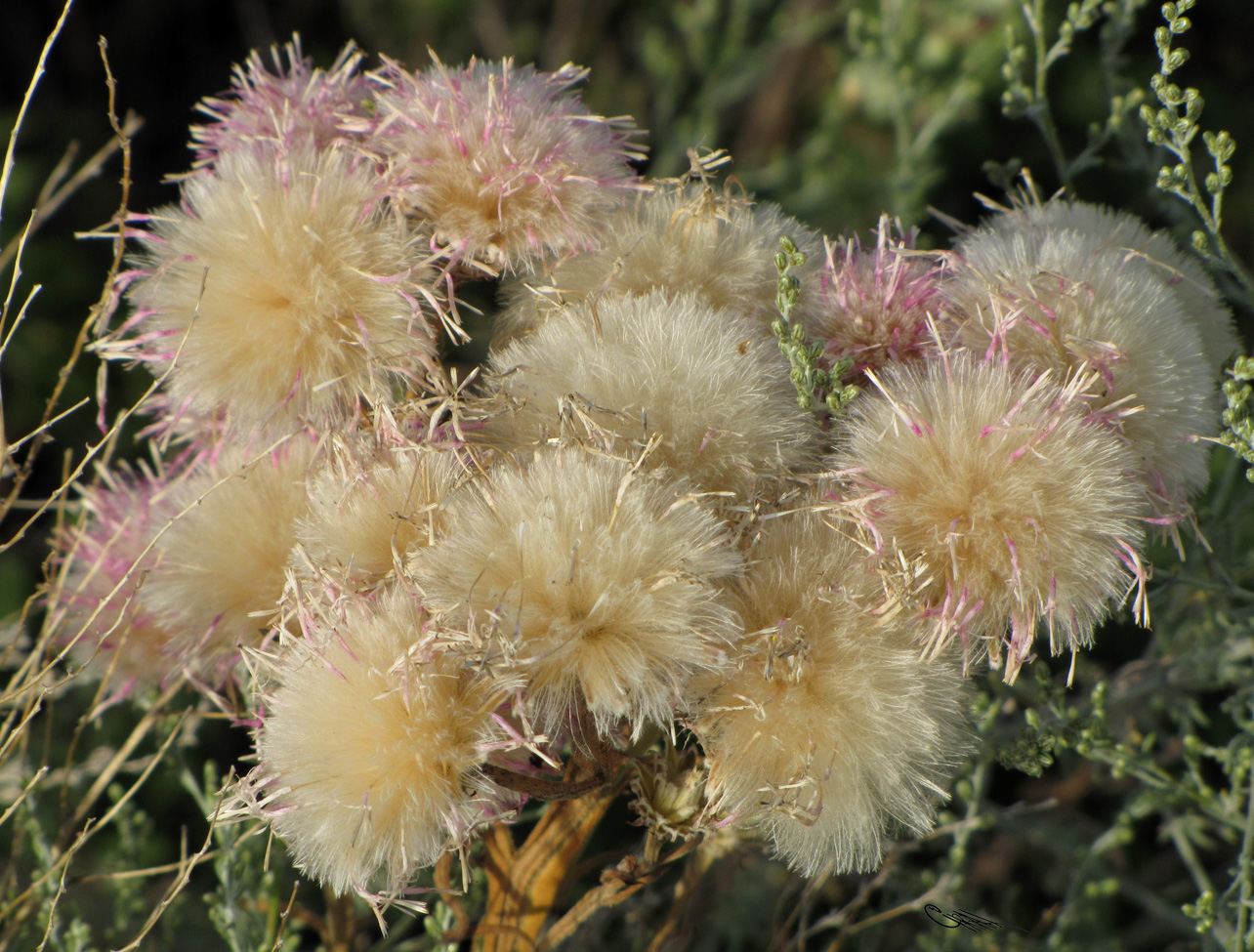 Image of Saussurea robusta specimen.