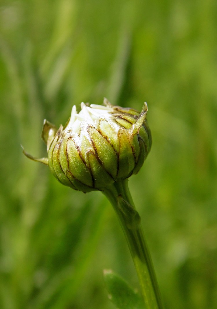 Изображение особи Leucanthemum ircutianum.