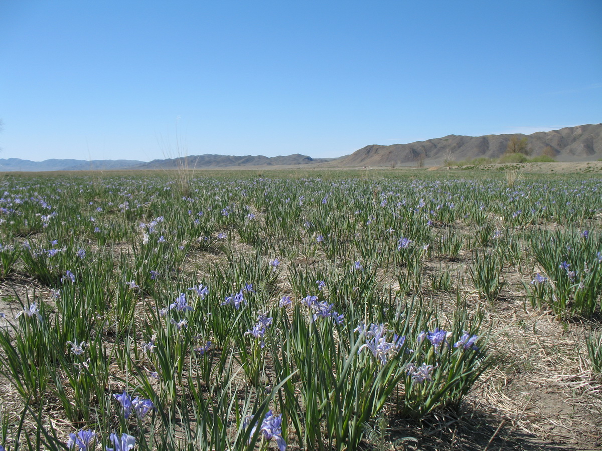 Image of Iris pallasii specimen.