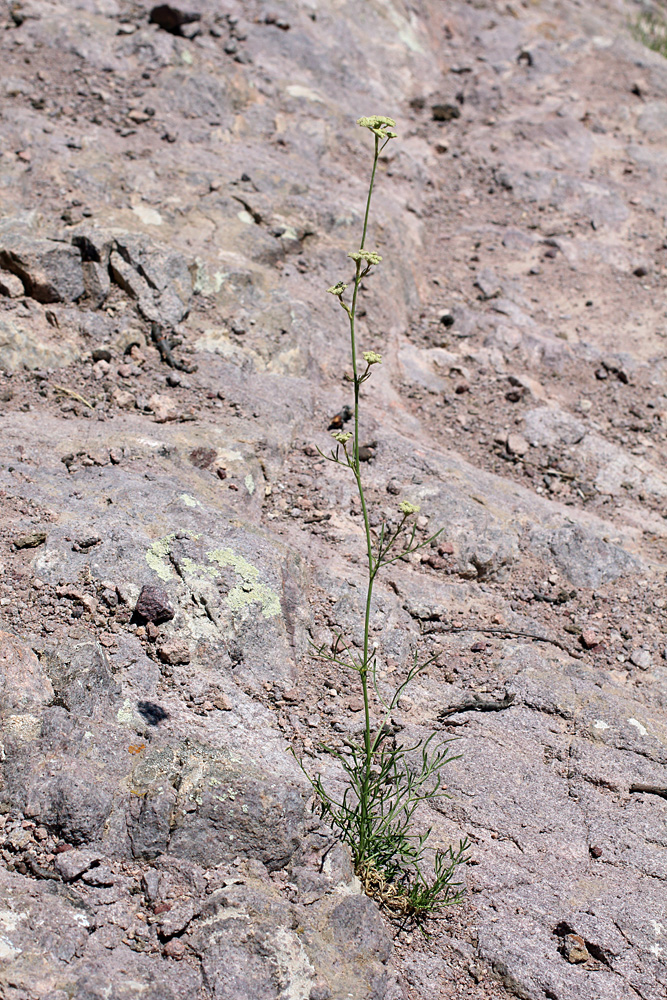 Image of Seseli tenuisectum specimen.