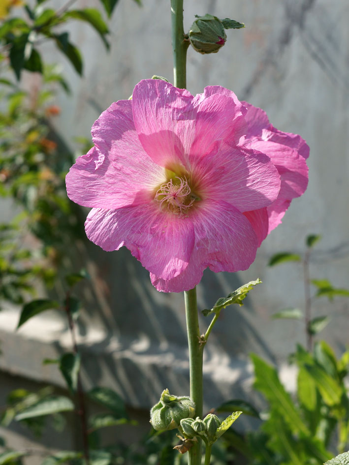 Image of Alcea rosea specimen.