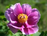 Paeonia daurica. Цветок. Крым, Бахчисарайский р-н, на юго-запад от с. Красный Мак, пещерный город, дубовое редколесье на известняковых скалах. 23 апреля 2008 г.