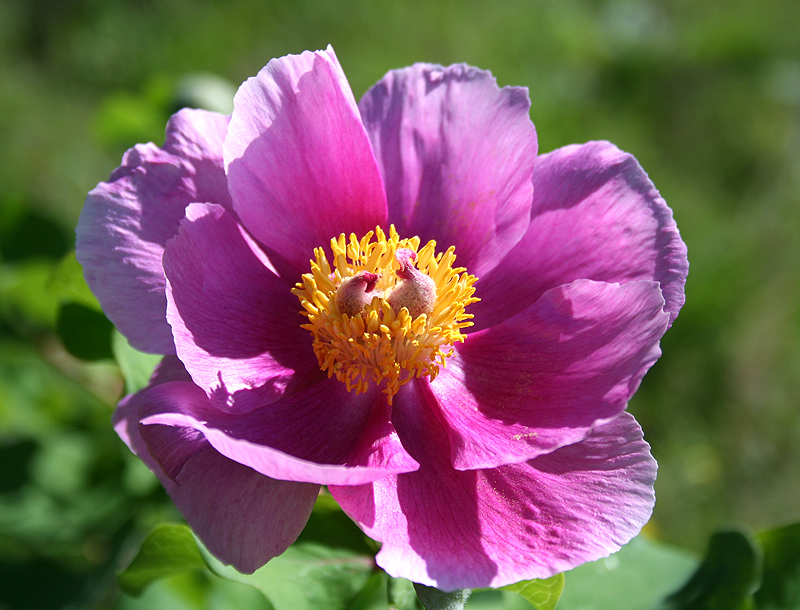 Изображение особи Paeonia daurica.