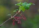 Ribes atropurpureum. Верхушка ветви с соцветиями. Бурятия, Байкальский заповедник, нижняя часть северного склона хр. Хамар-Дабан, долина р. Ушаковка. 09.06.2014.