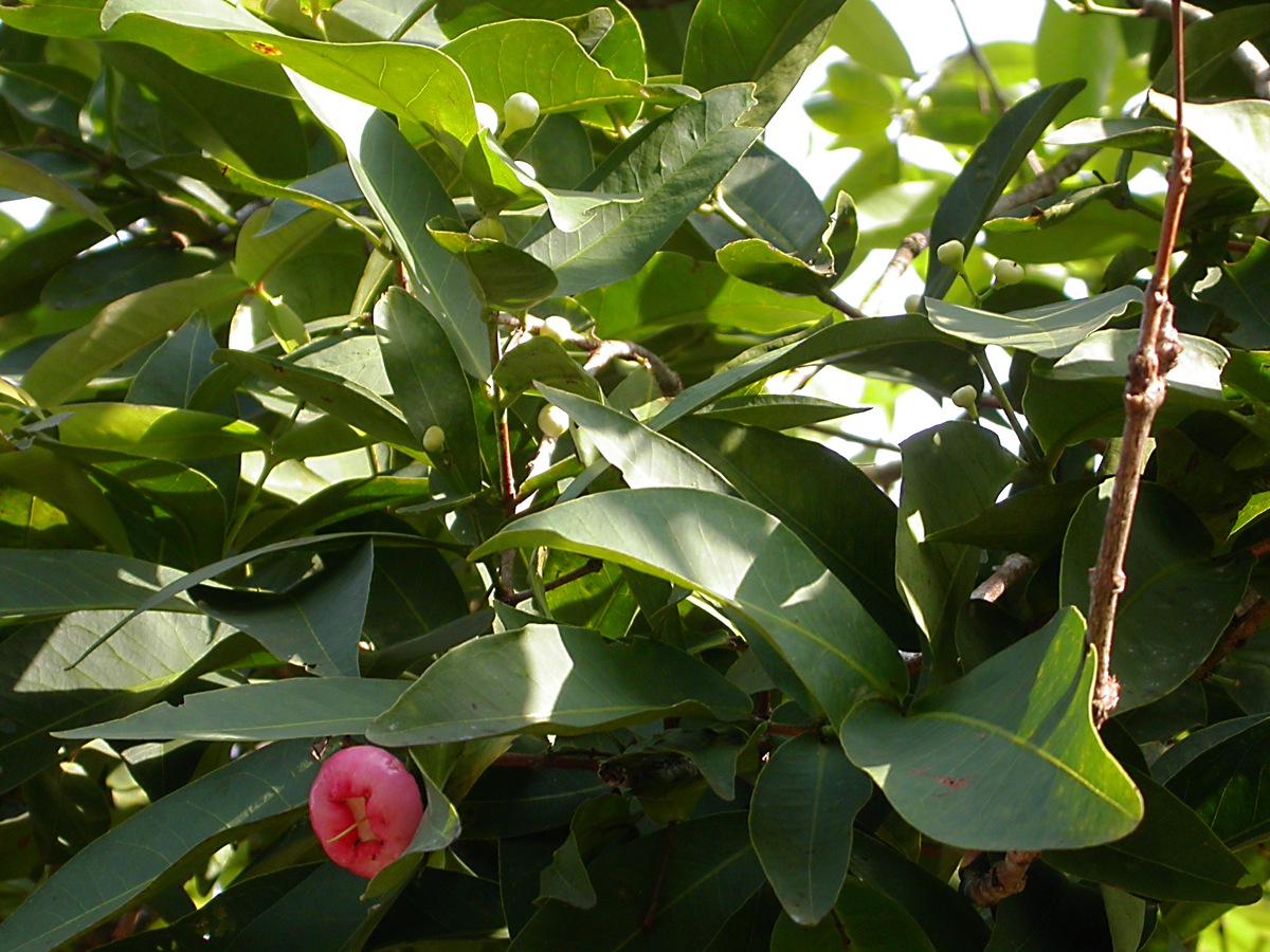 Изображение особи Syzygium samarangense.