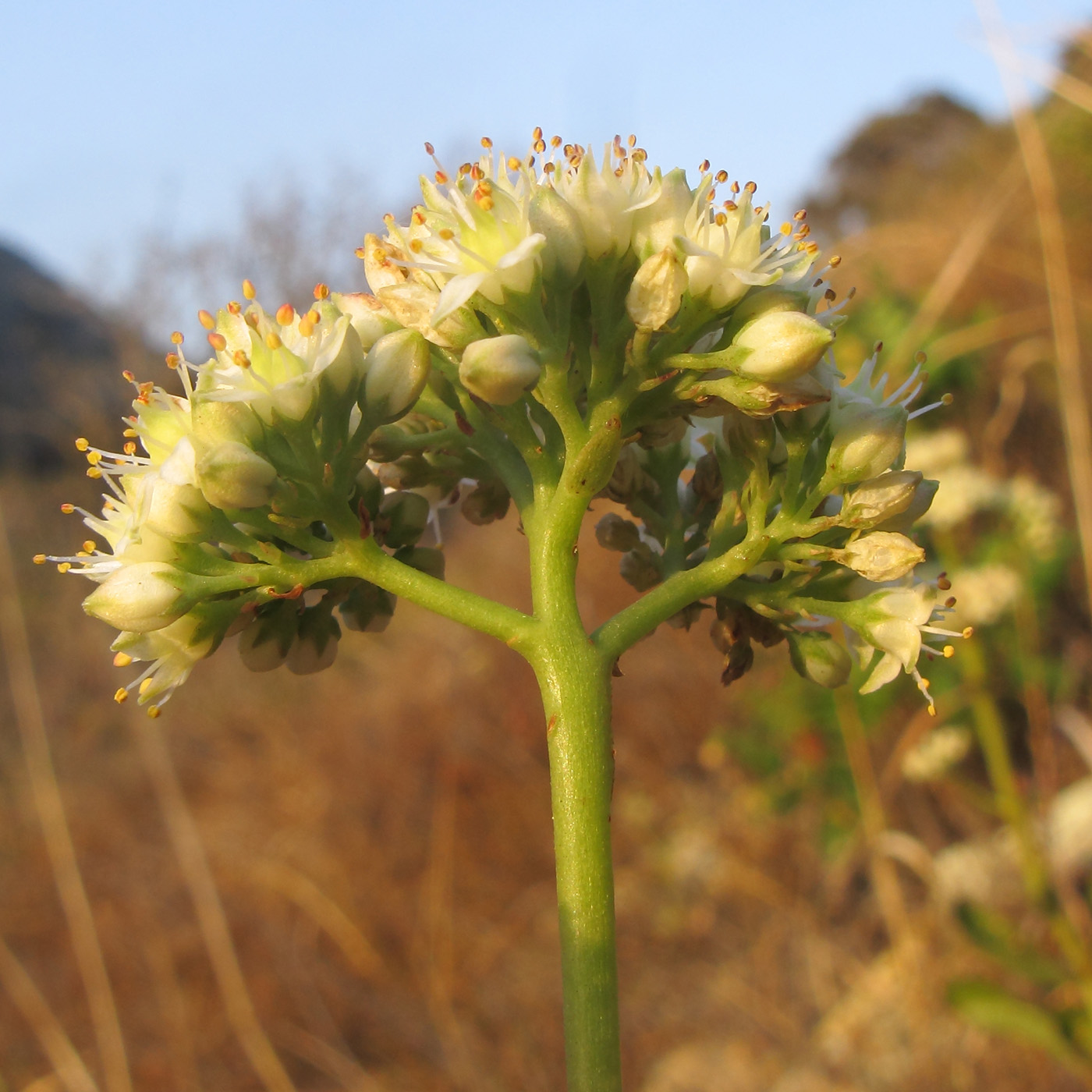 Изображение особи Hylotelephium caucasicum.