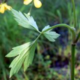 Ranunculus repens
