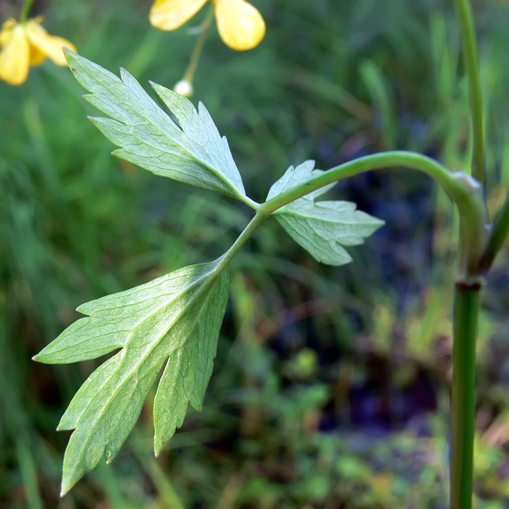 Изображение особи Ranunculus repens.