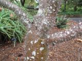 Pachypodium lamerei