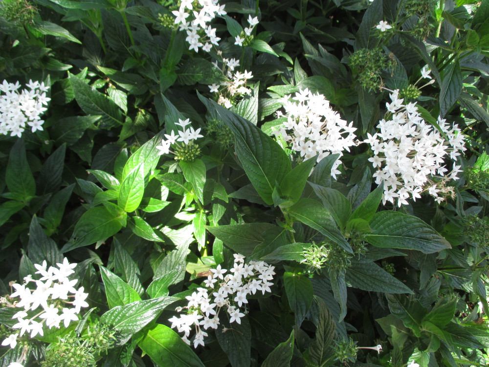 Изображение особи Pentas lanceolata.