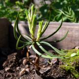 Pinus sibirica. Молодое растение (1 год). Свердловская обл., окр. г. Североуральск, дачный участок. 31.05.2014.
