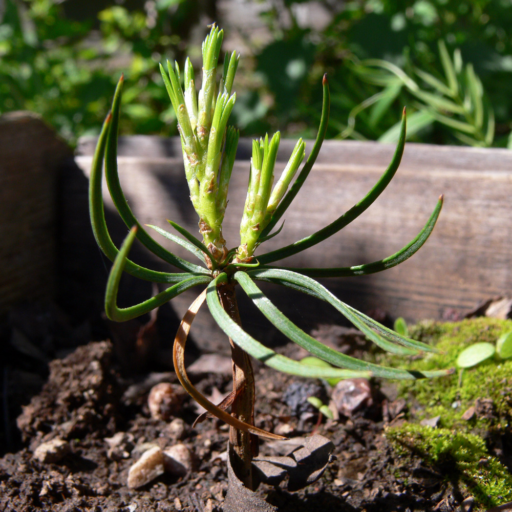 Изображение особи Pinus sibirica.