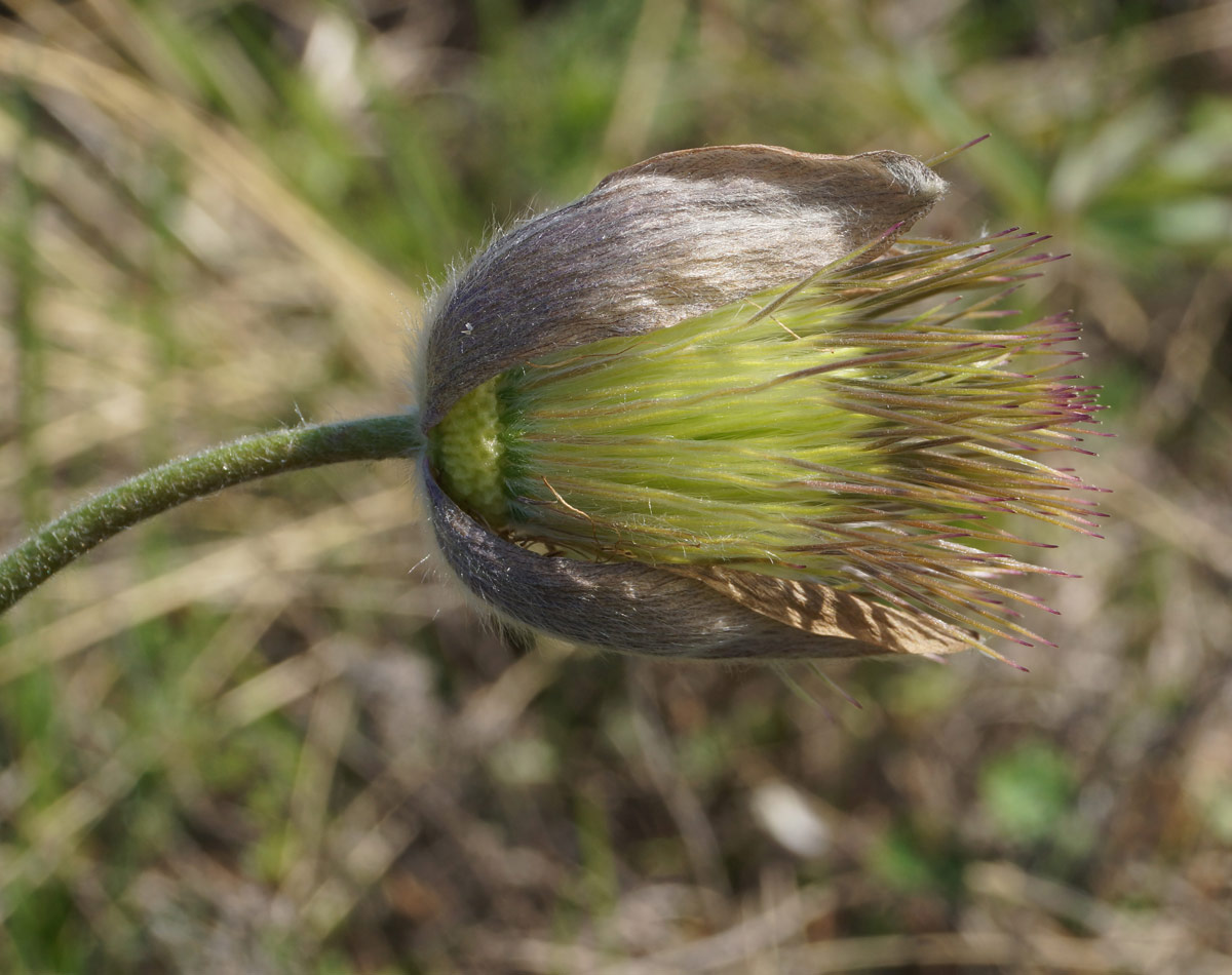 Изображение особи Pulsatilla multifida.