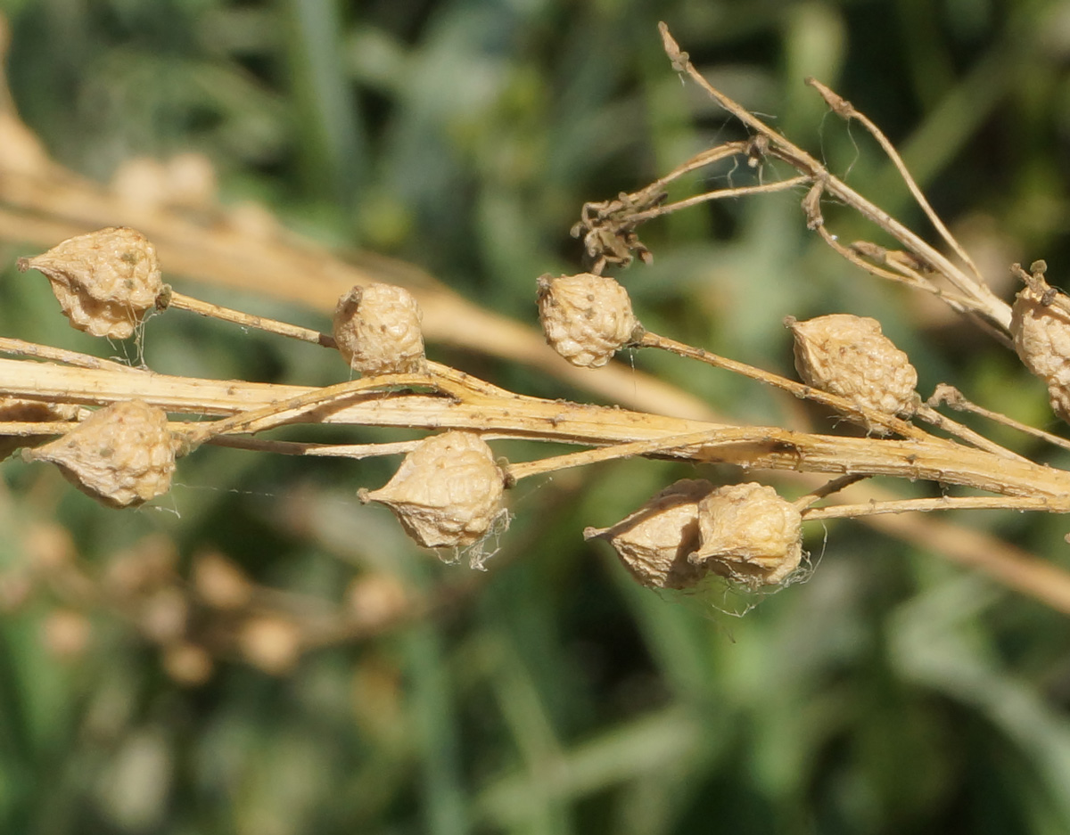 Image of Bunias orientalis specimen.