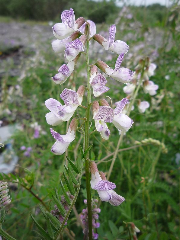 Image of Vicia sylvatica specimen.