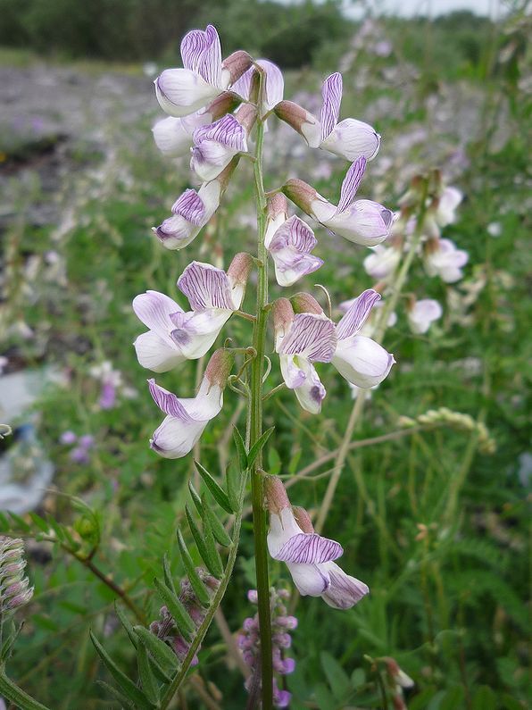 Изображение особи Vicia sylvatica.