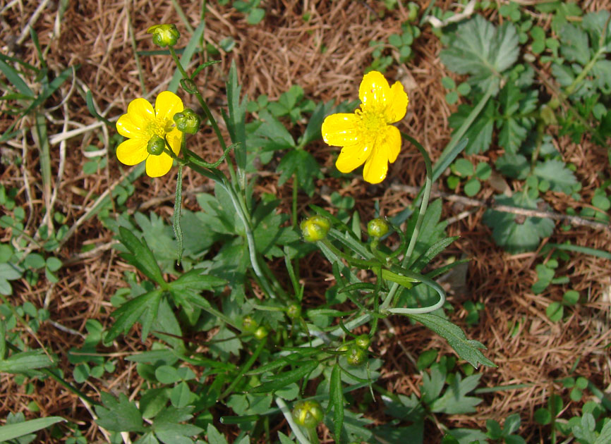 Image of Ranunculus propinquus specimen.