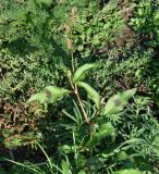 Persicaria maculosa