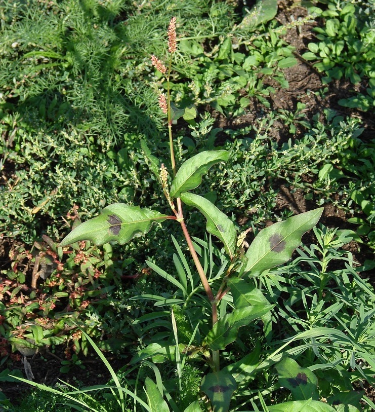 Изображение особи Persicaria maculosa.