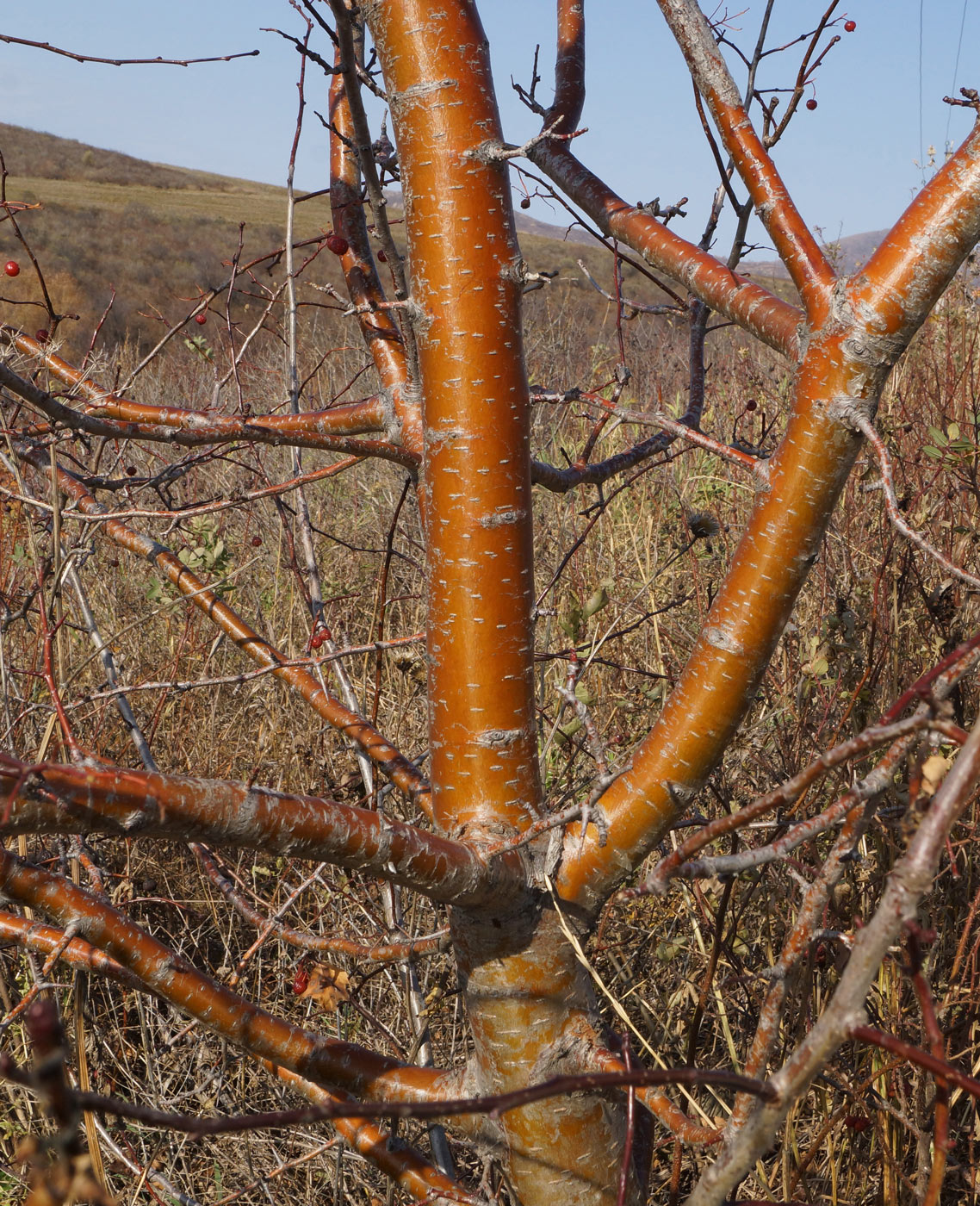 Изображение особи Crataegus chlorocarpa.