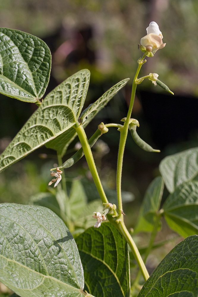 Изображение особи Phaseolus vulgaris.