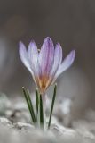 Crocus tauricus. Цветущее растение. Крым, Белогорский р-н, окр. Белой скалы. 22.02.2016.