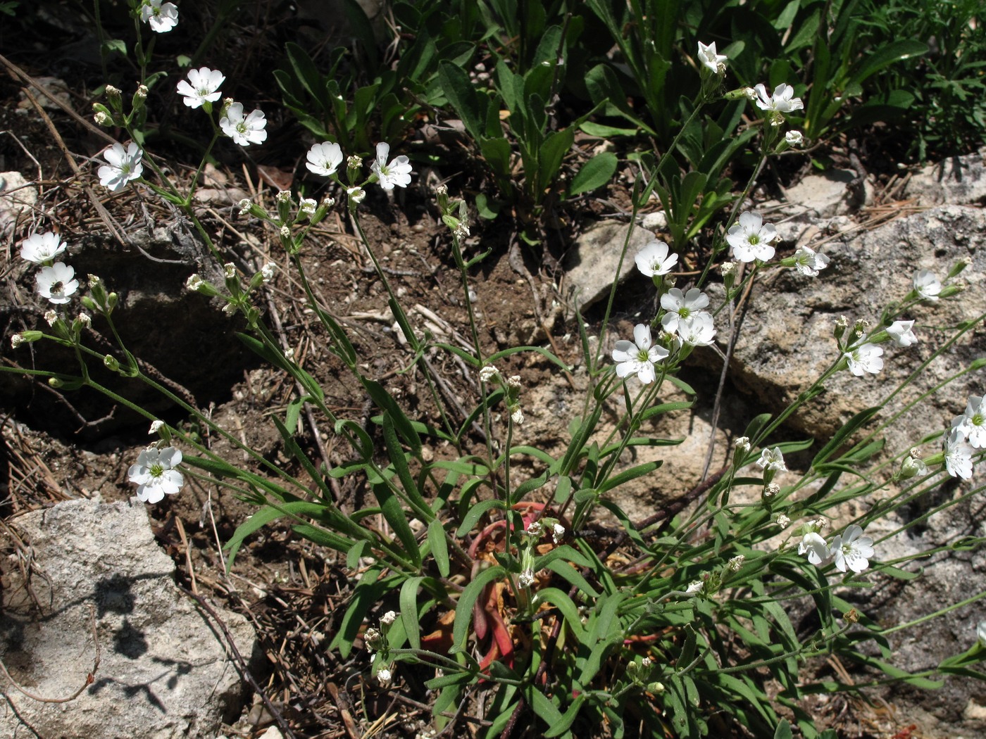 Изображение особи Lychnis samojedorum.