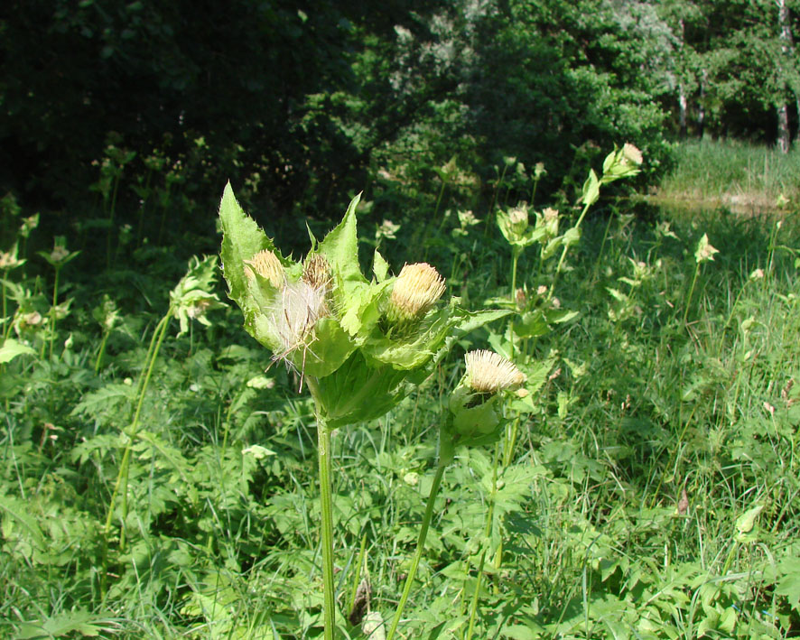 Изображение особи Cirsium oleraceum.