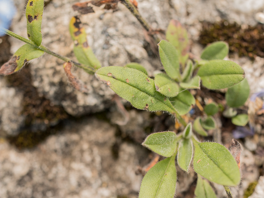 Image of Myosotis alpestris specimen.