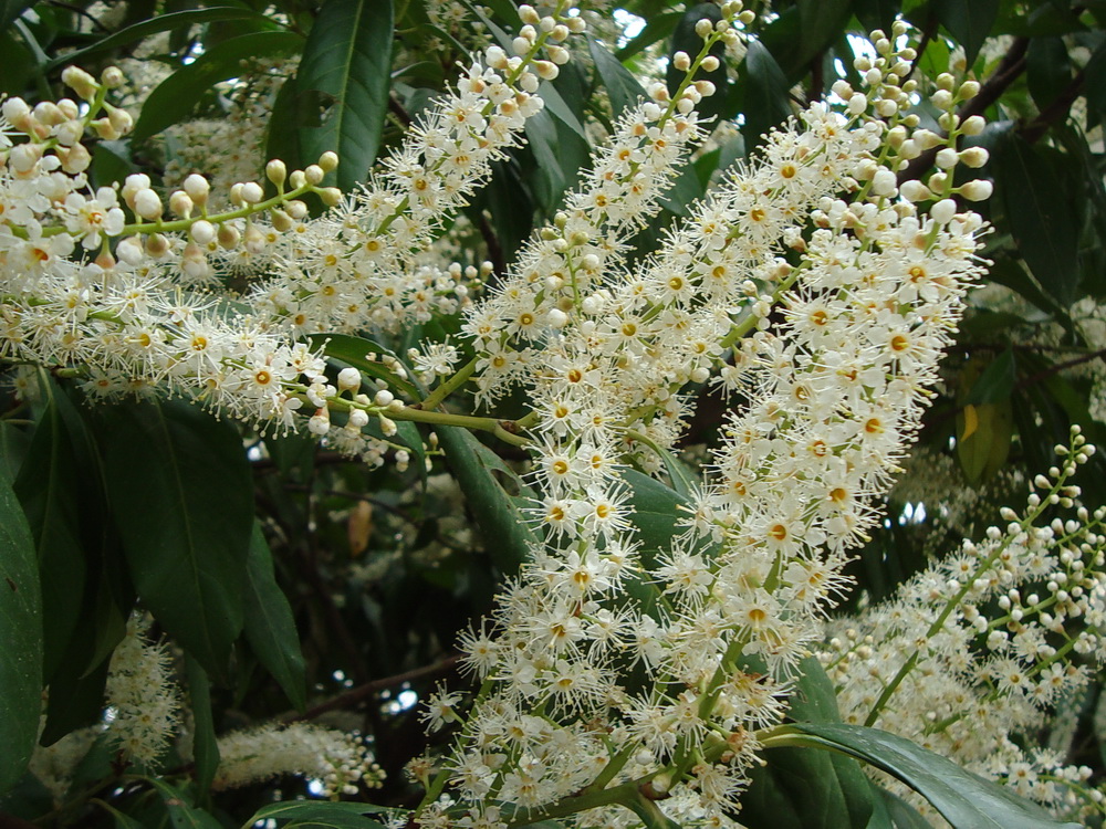 Image of Lauro-cerasus officinalis specimen.