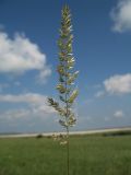 Koeleria macrantha. Соцветие. Белгородская обл., Губкинский р-н, запов. «Белогорье», Ямская степь. 13 июня 2009 г.