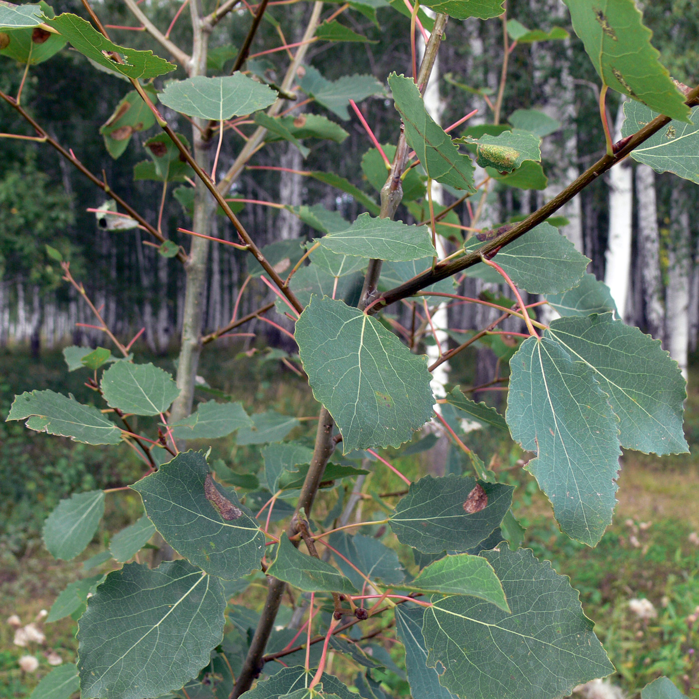 Image of Populus tremula specimen.