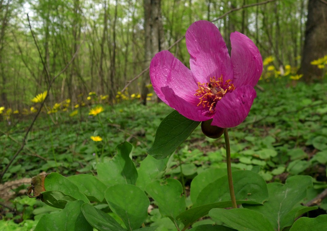 Image of Paeonia caucasica specimen.