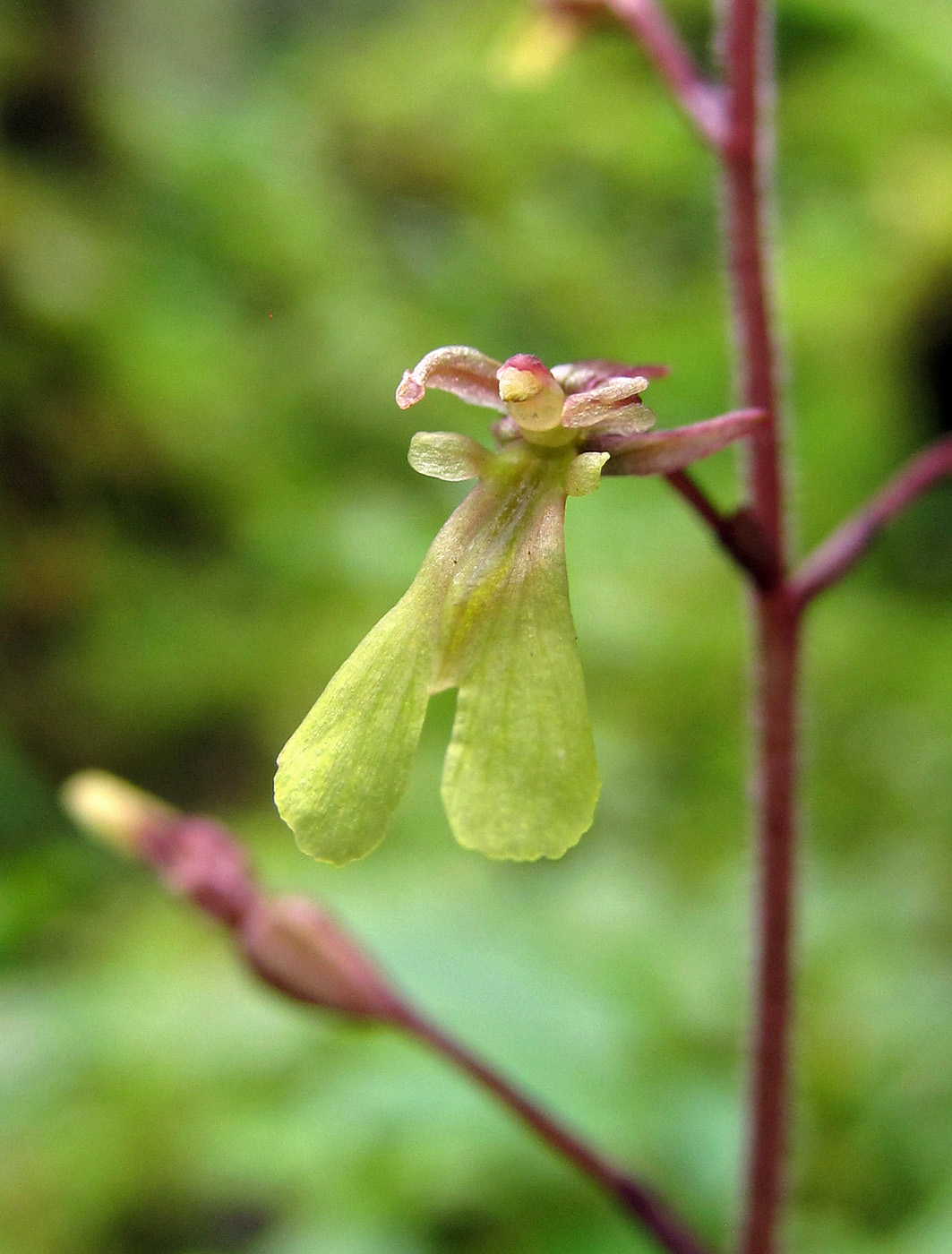 Image of Listera nipponica specimen.