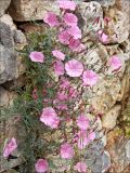 Convolvulus althaeoides подвид tenuissimus