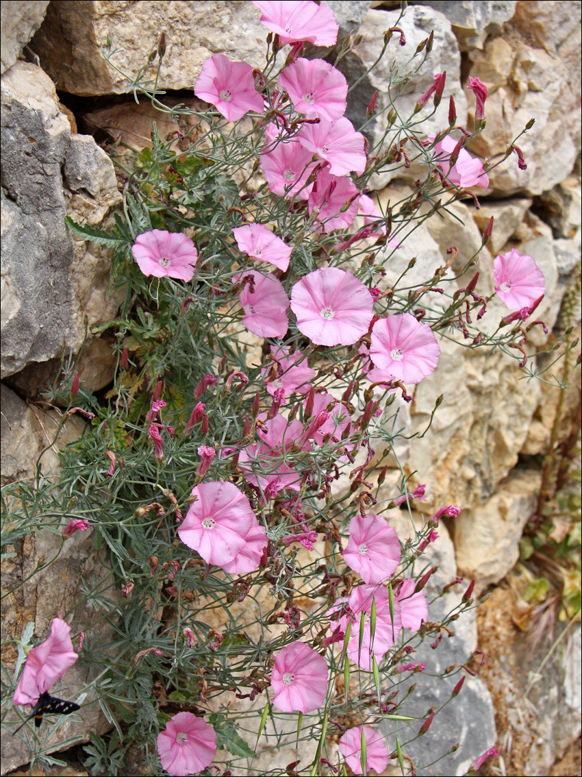 Image of Convolvulus althaeoides ssp. tenuissimus specimen.