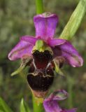 Ophrys oestrifera. Цветок. Крым, окр. Феодосии, хр. Тепе-Оба, нарушенная степь в междурядьях искусственного леса из сосны крымской с примесью лиственных деревьев и кустарников. 17 мая 2016 г.