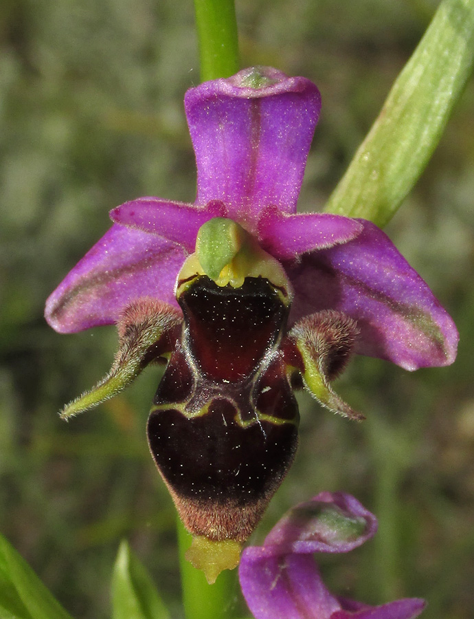 Изображение особи Ophrys oestrifera.