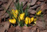 Crocus chrysanthus