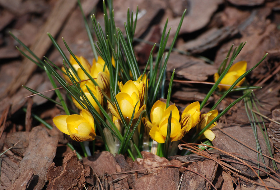 Image of Crocus chrysanthus specimen.