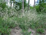 Silene nutans