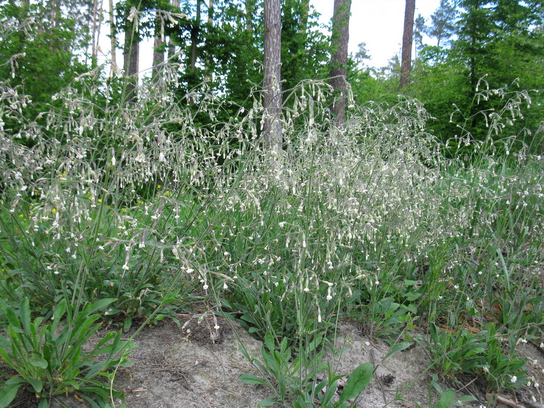 Изображение особи Silene nutans.