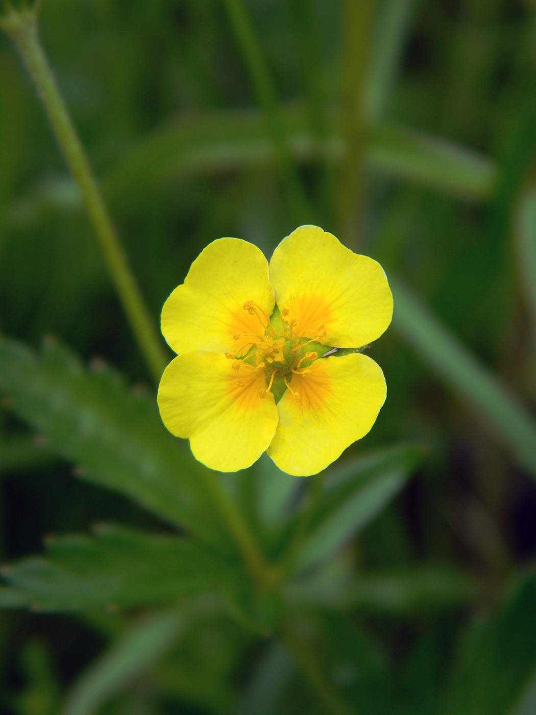 Изображение особи Potentilla erecta.