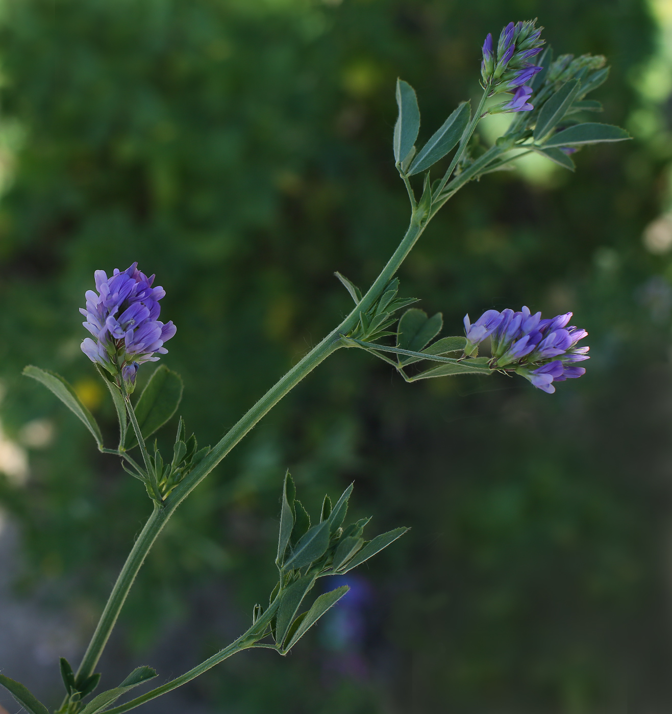 Изображение особи Medicago sativa.