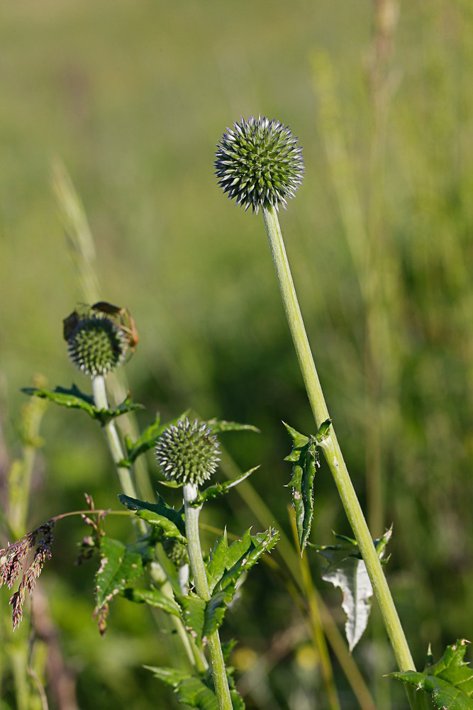 Изображение особи Echinops tataricus.